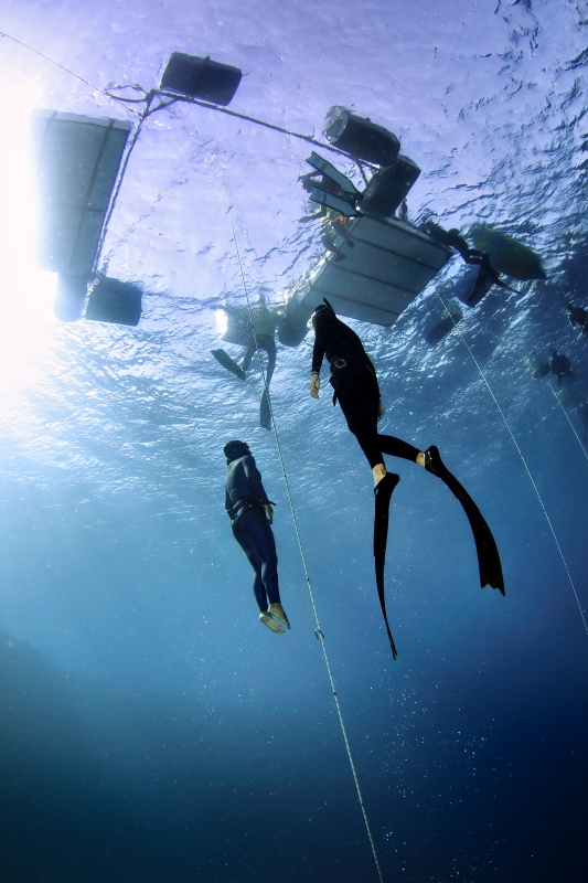 Open Water Freediver